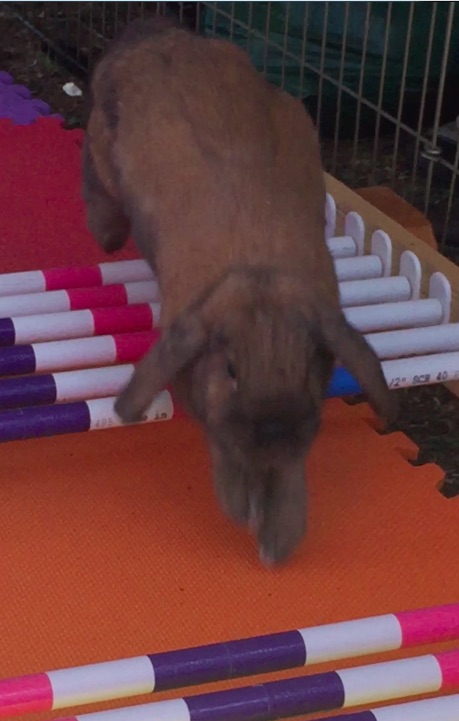 Lop Ear rabbit jump 2018