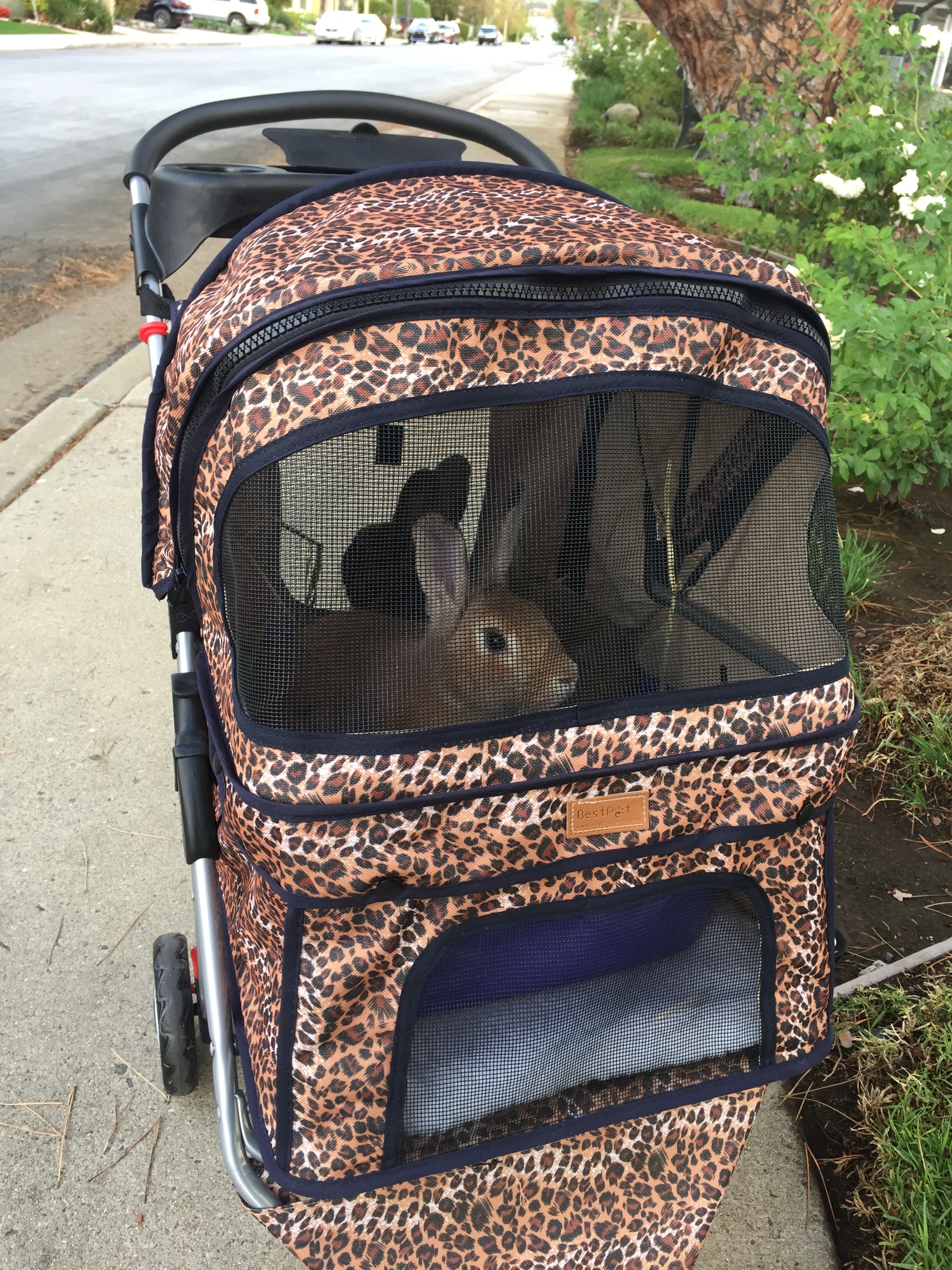RABBIT IN CARRIAGE