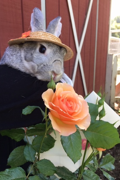 Rabbit in hat 2019